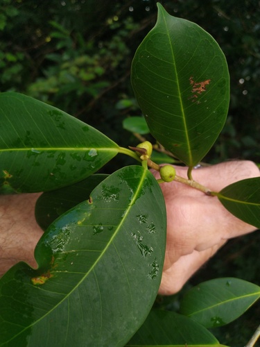 Chinese banyan (Ficus microcarpa)
