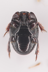 Hypocaccus lucidulus