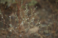 Gayophytum diffusum
