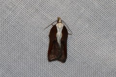Acleris cristana