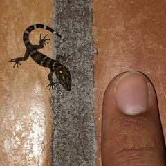 Sphaerodactylus copei