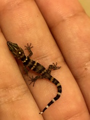 Sphaerodactylus copei