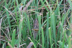 Melanoplus bivittatus
