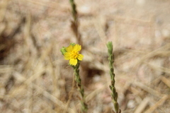 Deinandra mohavensis