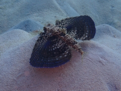 Dactylopterus volitans