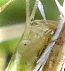 Oecanthus quadripunctatus