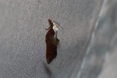 Acleris cristana