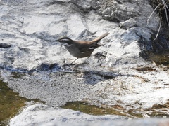 Cinclodes olrogi