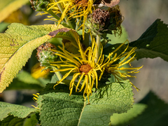 Inula helenium