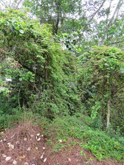 Heteropterys brachiata