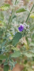 Nepeta cataria
