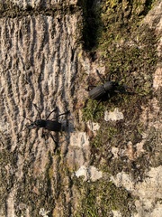 Aegorhinus suturalis