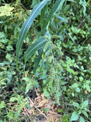 Echinochloa crus-galli