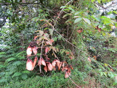 Heteropterys brachiata