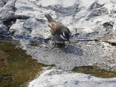 Cinclodes olrogi
