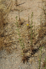 Deinandra mohavensis
