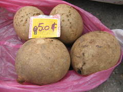 Mangifera pajang