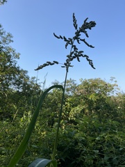 Echinochloa crus-galli