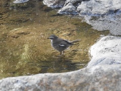 Cinclodes olrogi