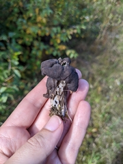 Helvella vespertina