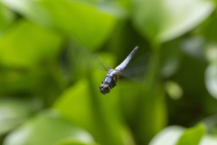 Brachydiplax chalybea
