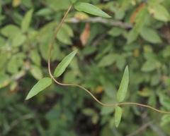 Gelsemium sempervirens