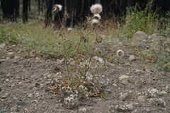 Cirsium andersonii