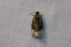 Apotomis betuletana