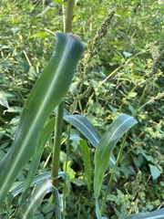 Echinochloa crus-galli
