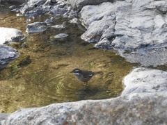 Cinclodes olrogi