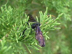 Thyreodon atricolor