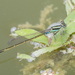 Ischnura senegalensis - Photo (c) budak, μερικά δικαιώματα διατηρούνται (CC BY-NC), uploaded by budak