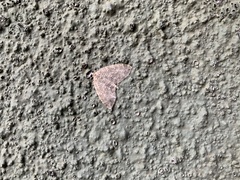 Hoplosauris multivirgulata
