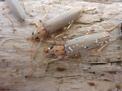 Copidita quadrimaculata