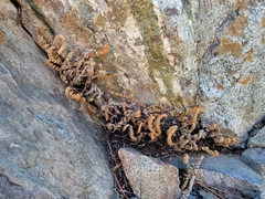 Myriopteris gracillima