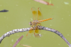 Brachythemis contaminata
