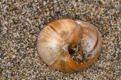 Helminthoglypta