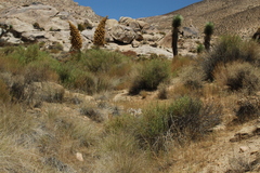 Deinandra mohavensis