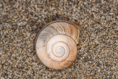 Helminthoglypta
