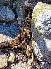 Myriopteris gracillima