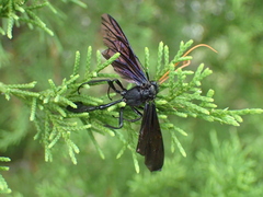 Thyreodon atricolor