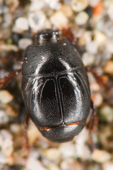 Hypocaccus lucidulus