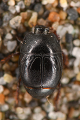 Hypocaccus lucidulus