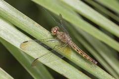 Neurothemis fluctuans