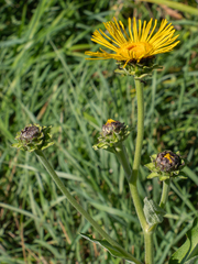 Inula helenium