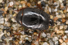 Hypocaccus lucidulus