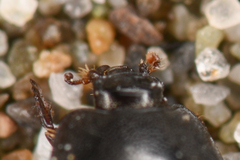 Hypocaccus lucidulus