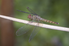 Neurothemis fluctuans