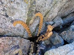 Myriopteris gracillima