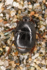 Hypocaccus lucidulus